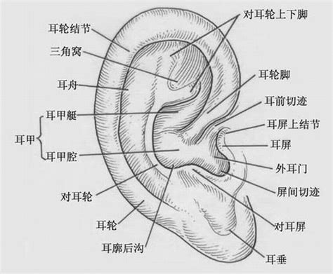 耳廓 意思 朱雀